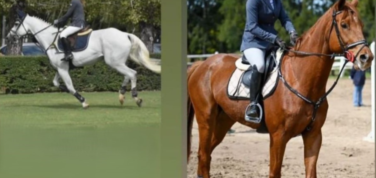 Misterio en Cañuelas: robaron cuatro caballos de alto valor en un barrio cerrado
