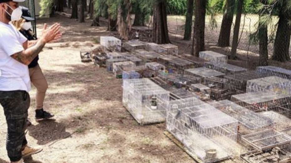 Zárate: Incautaron 349 aves en condiciones críticas