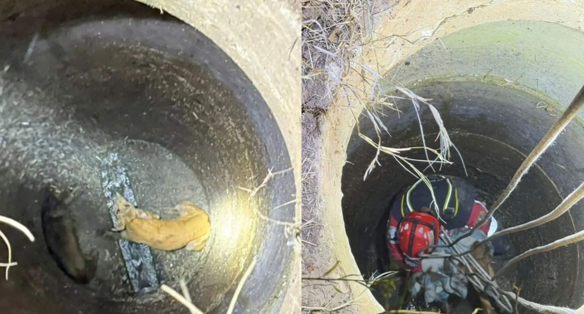 Rescataron a dos perros que cayeron a un pozo en Ezeiza 