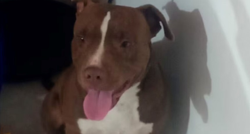 Una mujer de 72 años fue atacada por un pitbull en plena vía pública: está internada con graves lesiones
