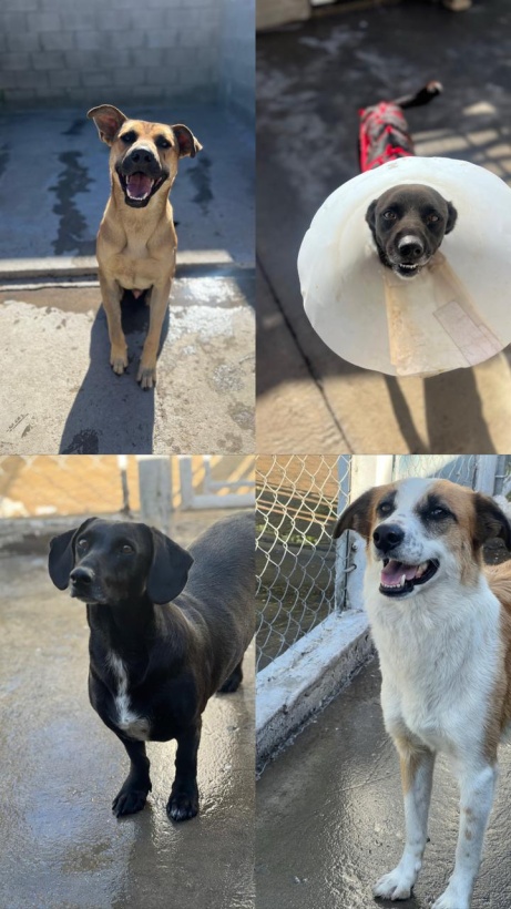 Más de 60 perros esperan una familia en el Tránsito Canino de Ezeiza