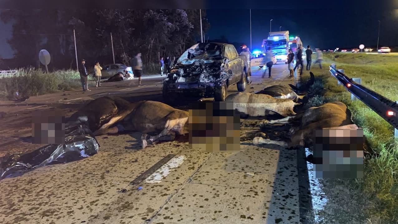 Una mujer murió en Ruta 6 tras un choque con caballos sueltos en Cañuelas