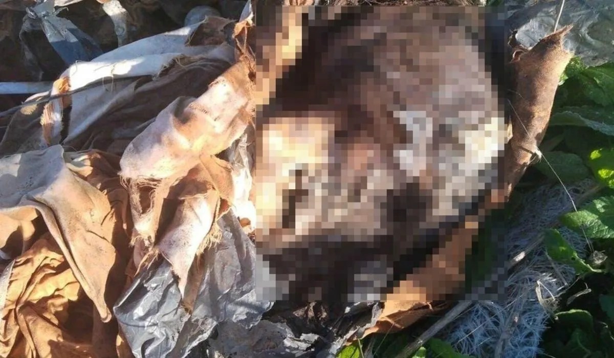 Hallaron restos humanos a la vera de la Autopista Ezeiza Cañuelas de lado de Esteban Echeverría