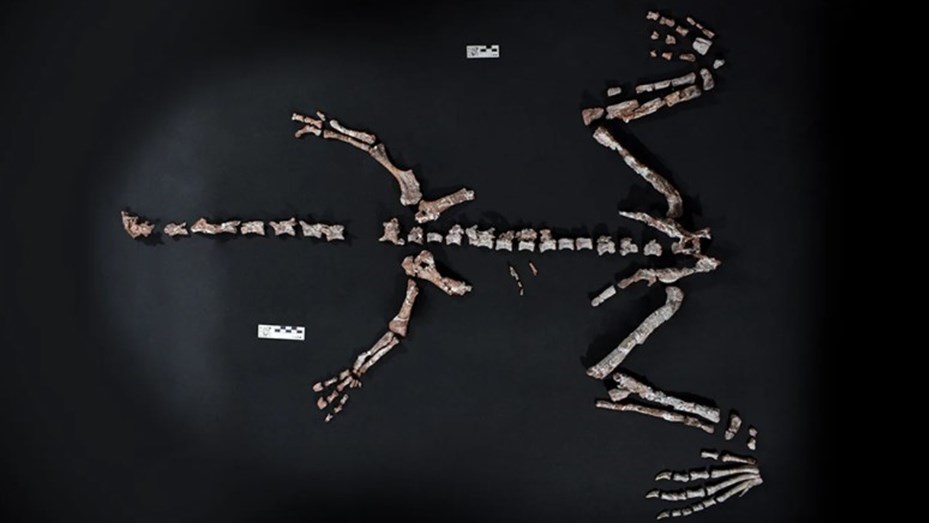 La Rioja: encontraron restos fósiles de un dinosaurio que vivió hace más de 230 millones de años