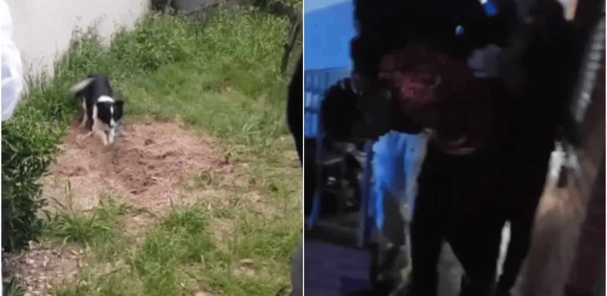 Mató a su jefe y lo enterró en el patio de su casa para quedarase con todos sus bienes