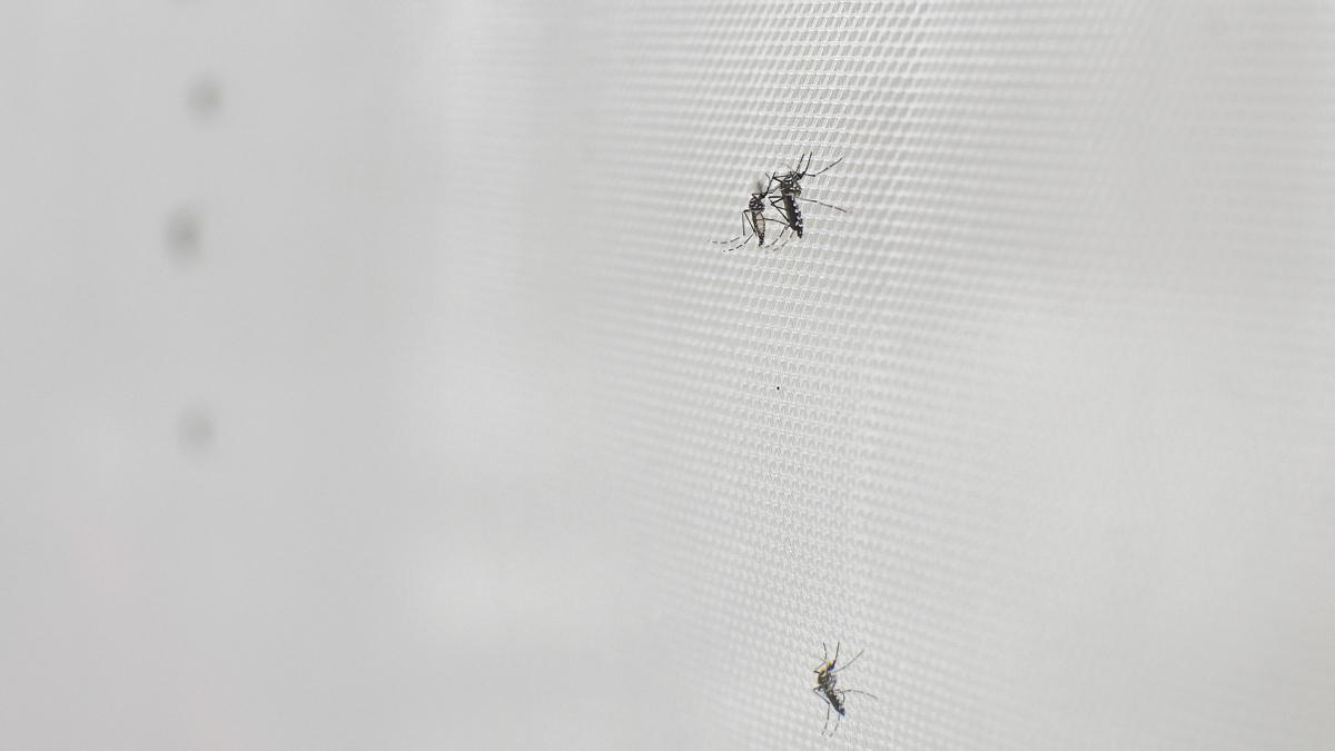 Invasión de mosquitos en el AMBA: son de la especie que contagia la encefalitis equina